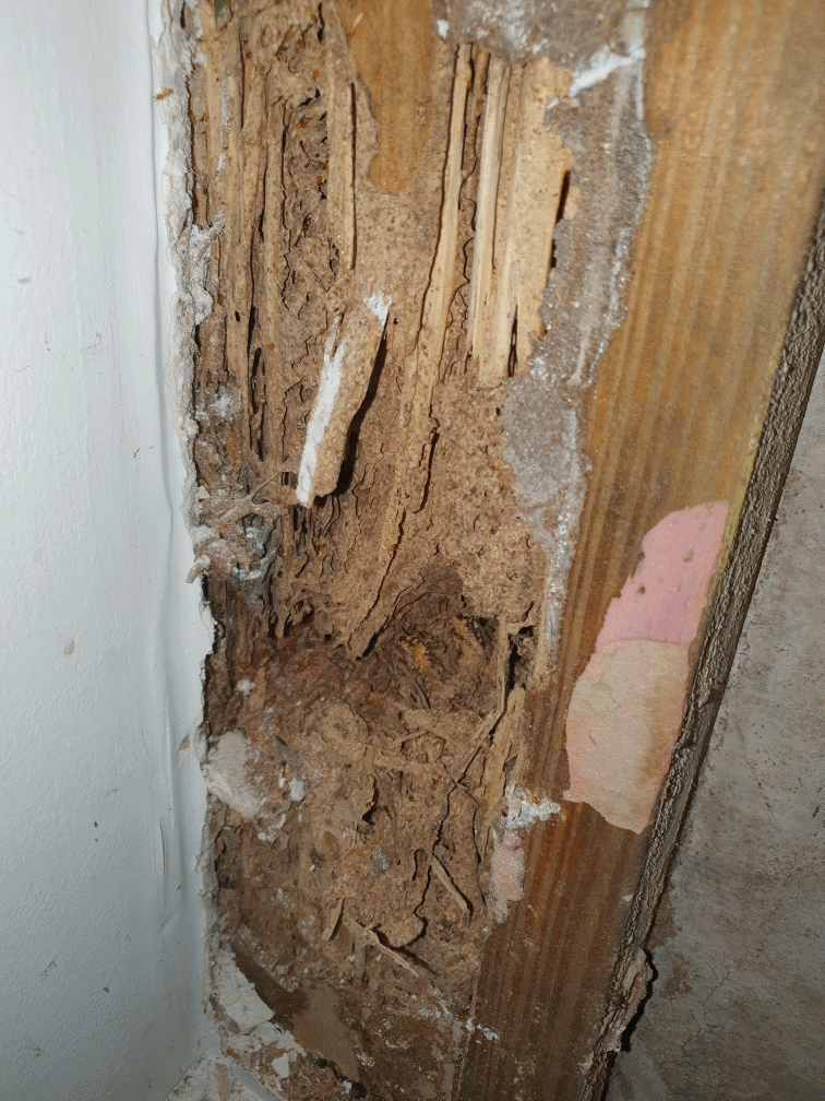 active termite sub nest found next to ensuite