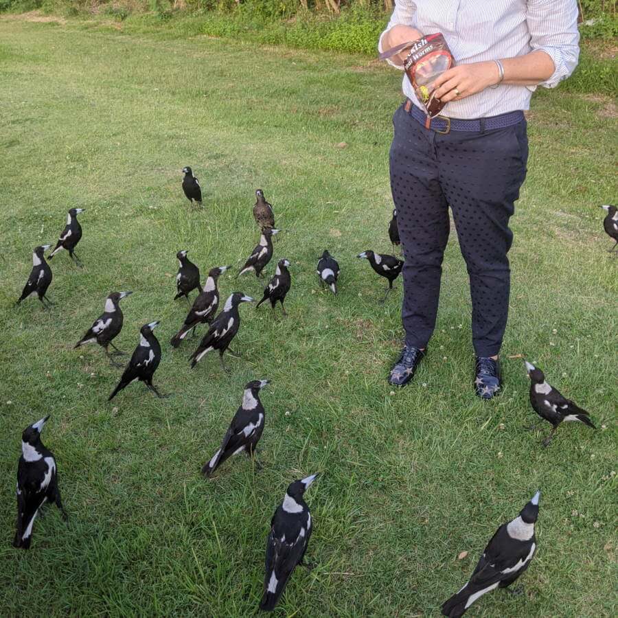 magpies feeding